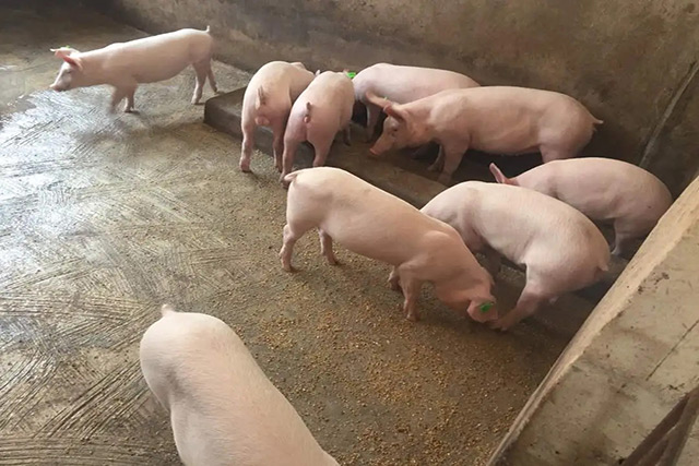 pig farm in nigeria