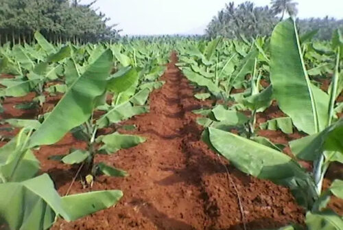 soil-requirement-for-plantain-plantation